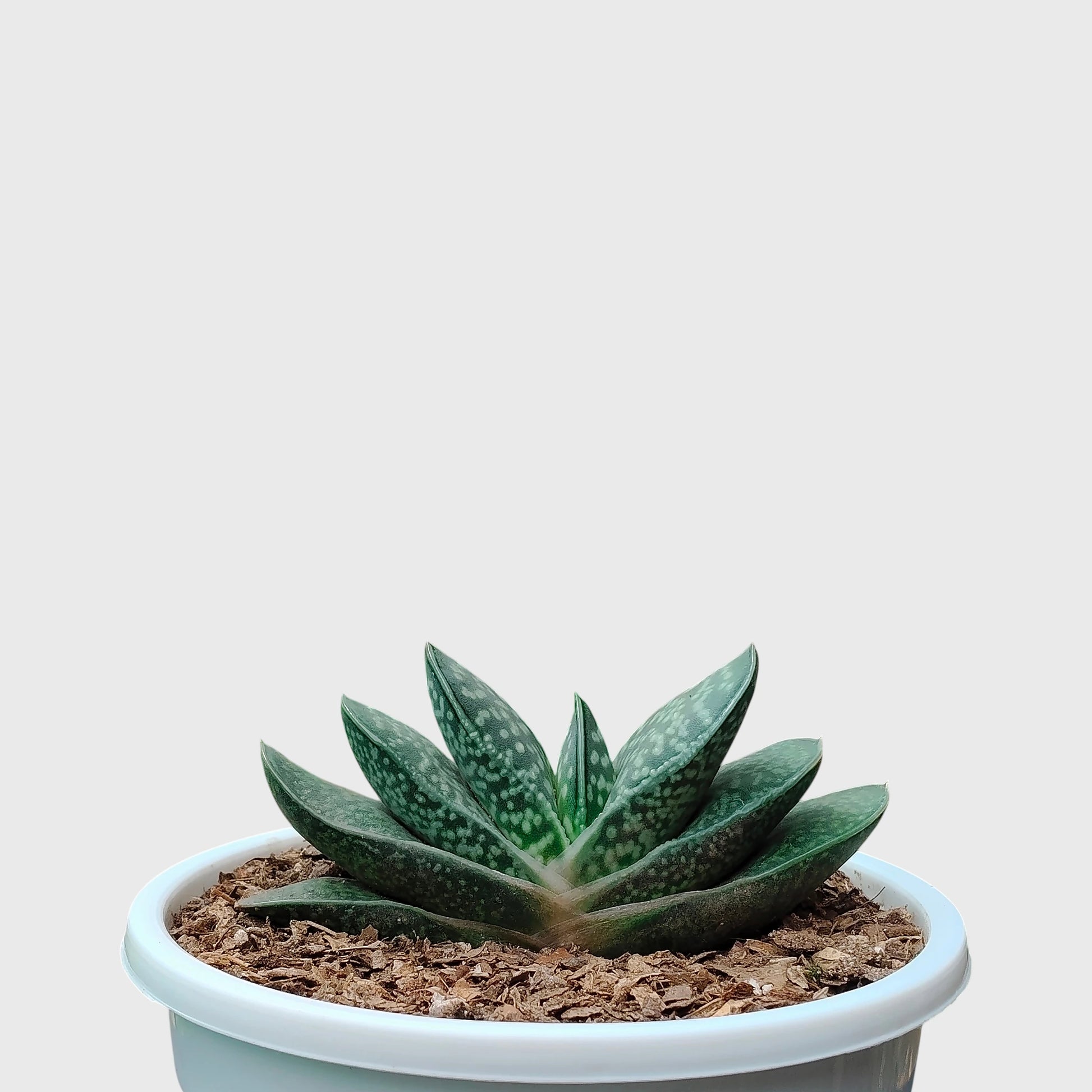 Gasteria Liliputana – Miniature Textured Succulent Indoor Plant