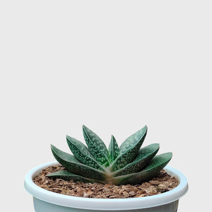 Gasteria Liliputana – Miniature Textured Succulent Indoor Plant