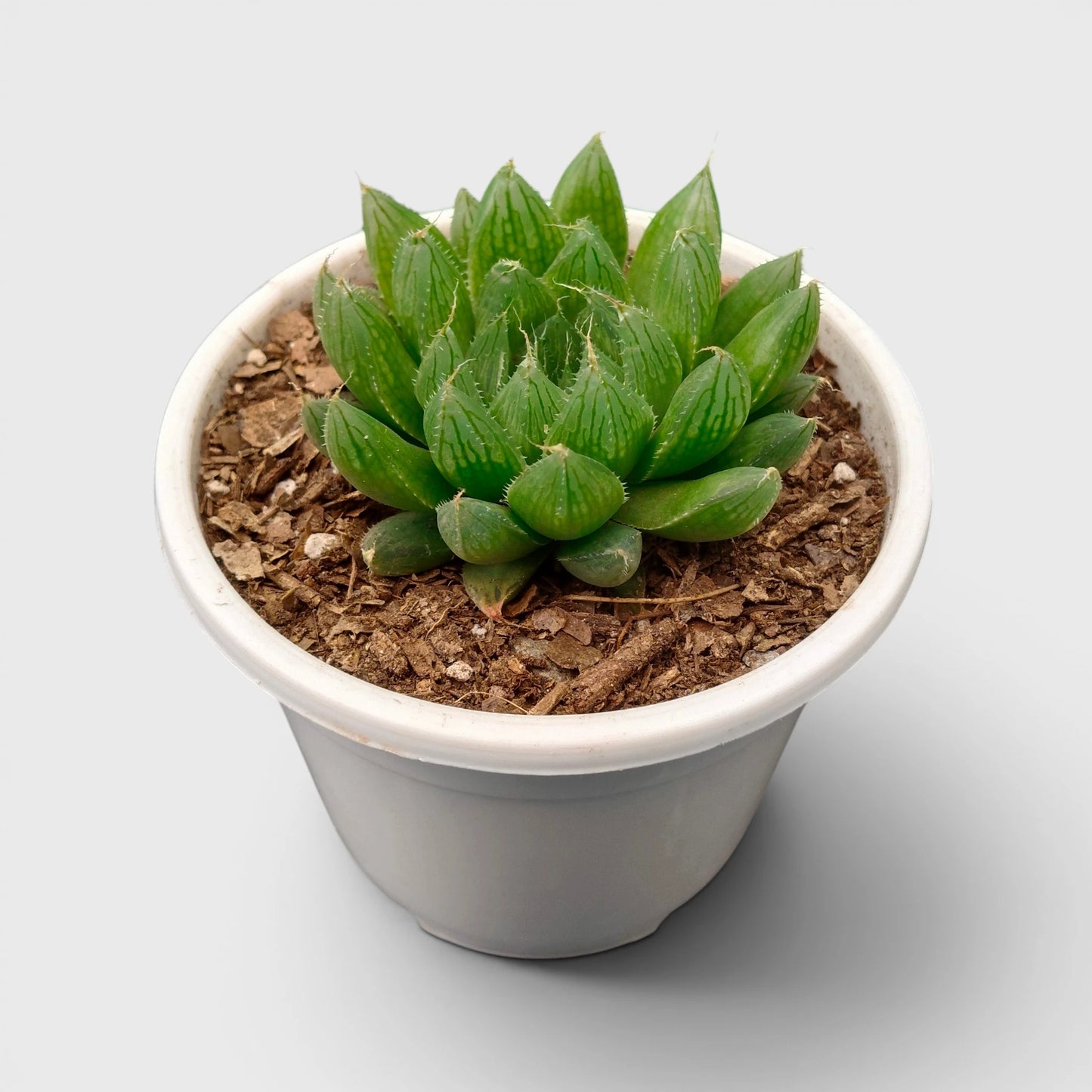 Haworthia Green Cooperii – Low Light Indoor Collector Succulent Plant | Bare Rooted