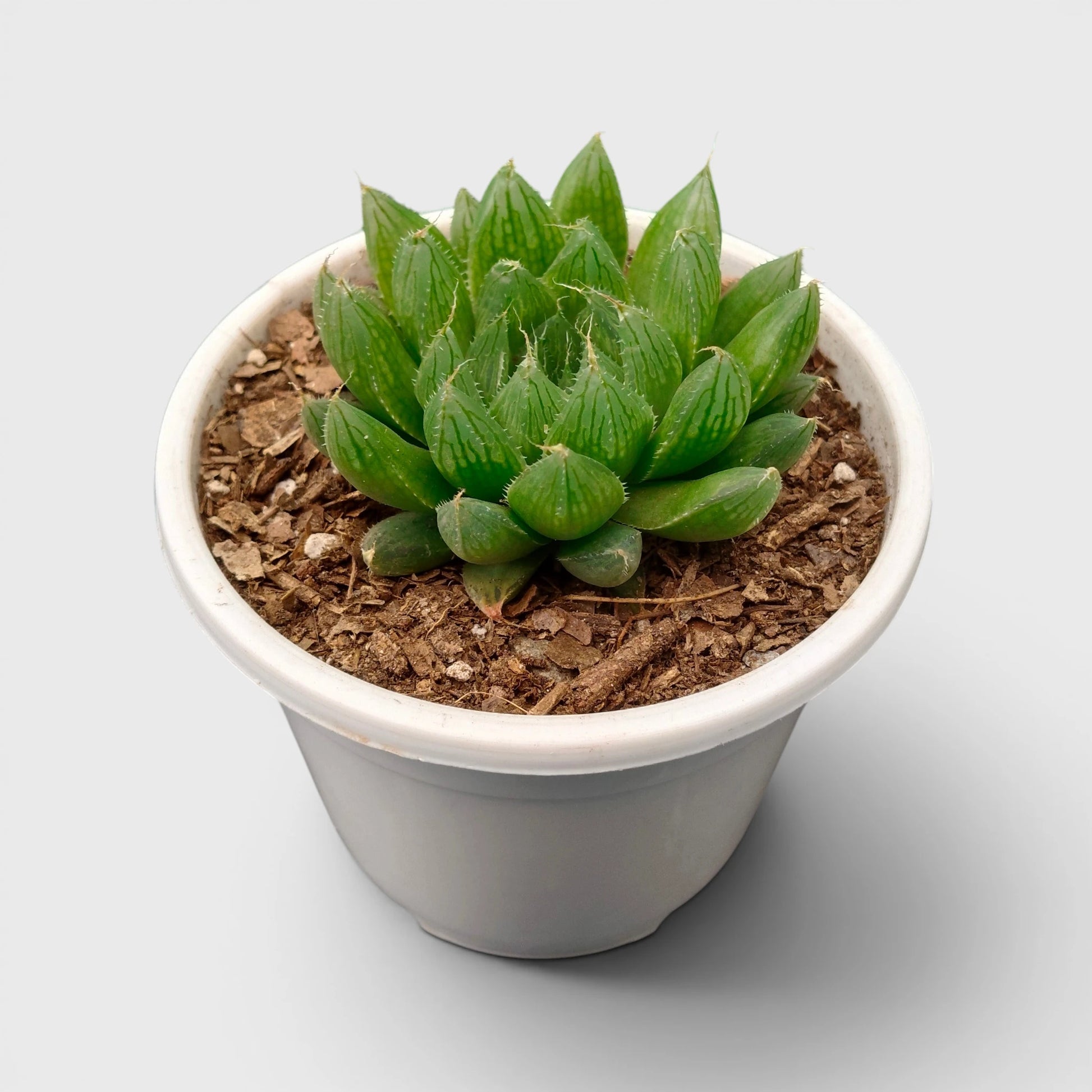 Haworthia Green Cooperii – Low Light Indoor Collector Succulent Plant | Bare Rooted