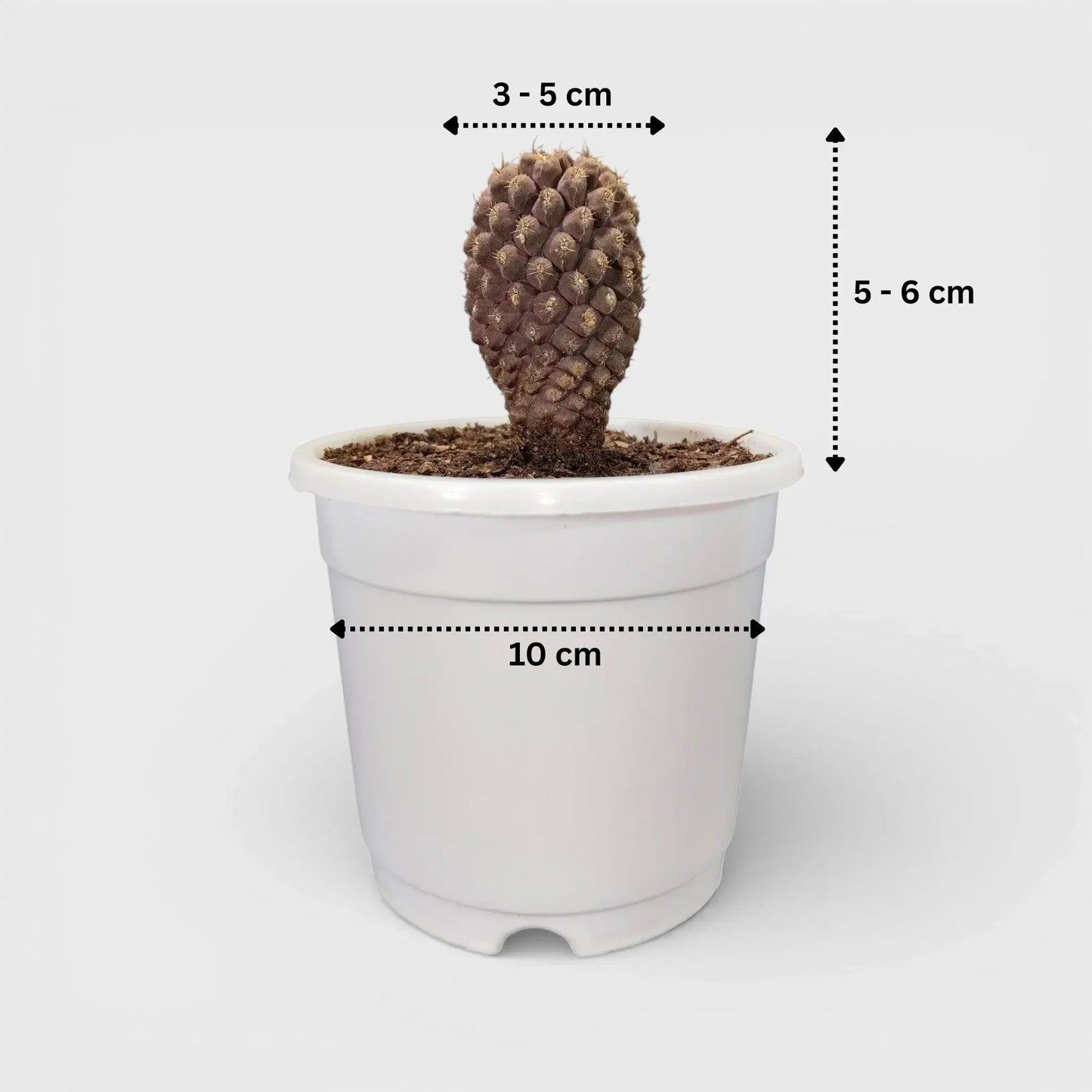 Low maintenance desert succulent cactus