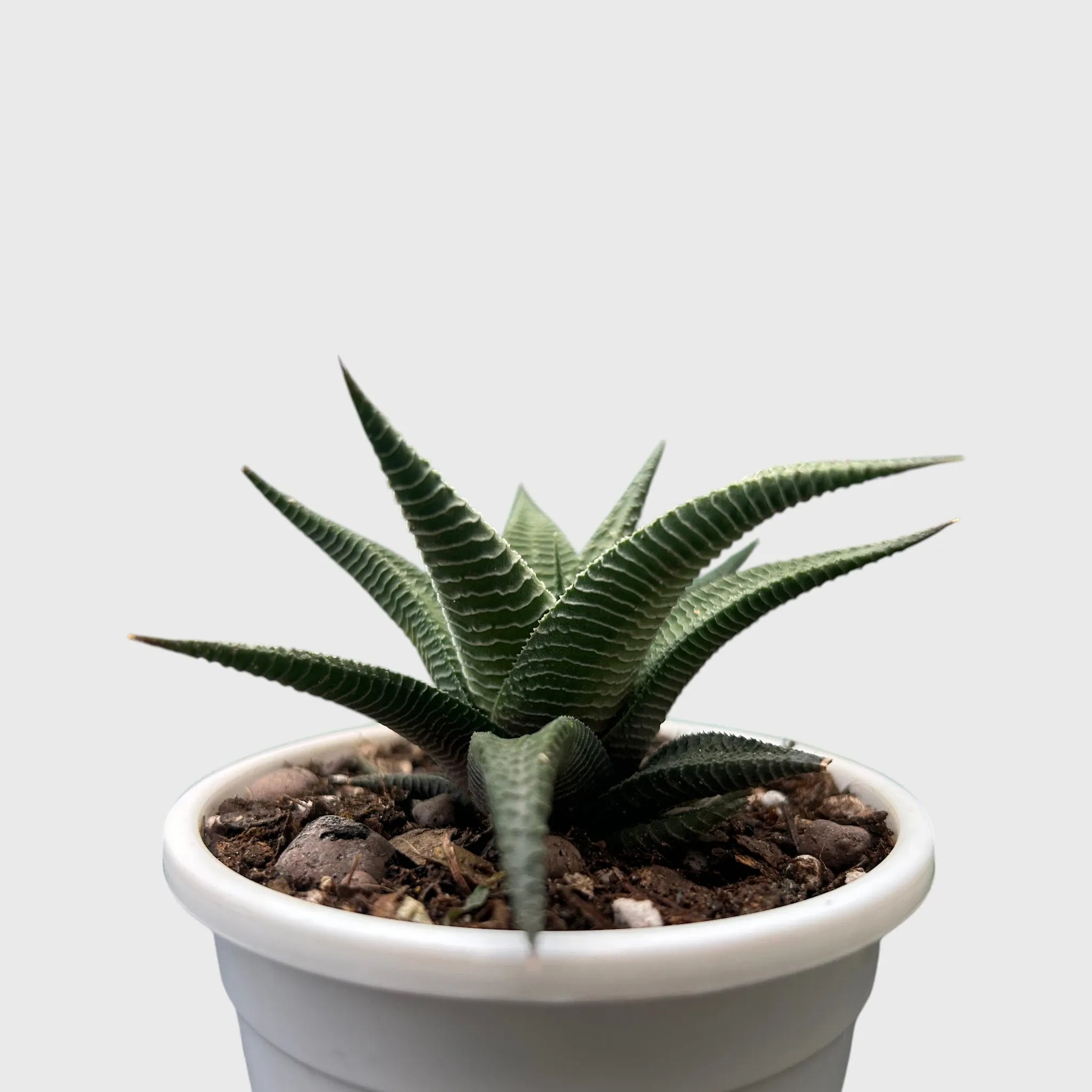 Haworthia Limifolia Non-Variegated – Hardy Low Light Indoor Succulent Plant | Bare Rooted