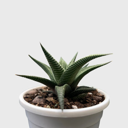 Haworthia Limifolia Non-Variegated – Hardy Low Light Indoor Succulent Plant | Bare Rooted