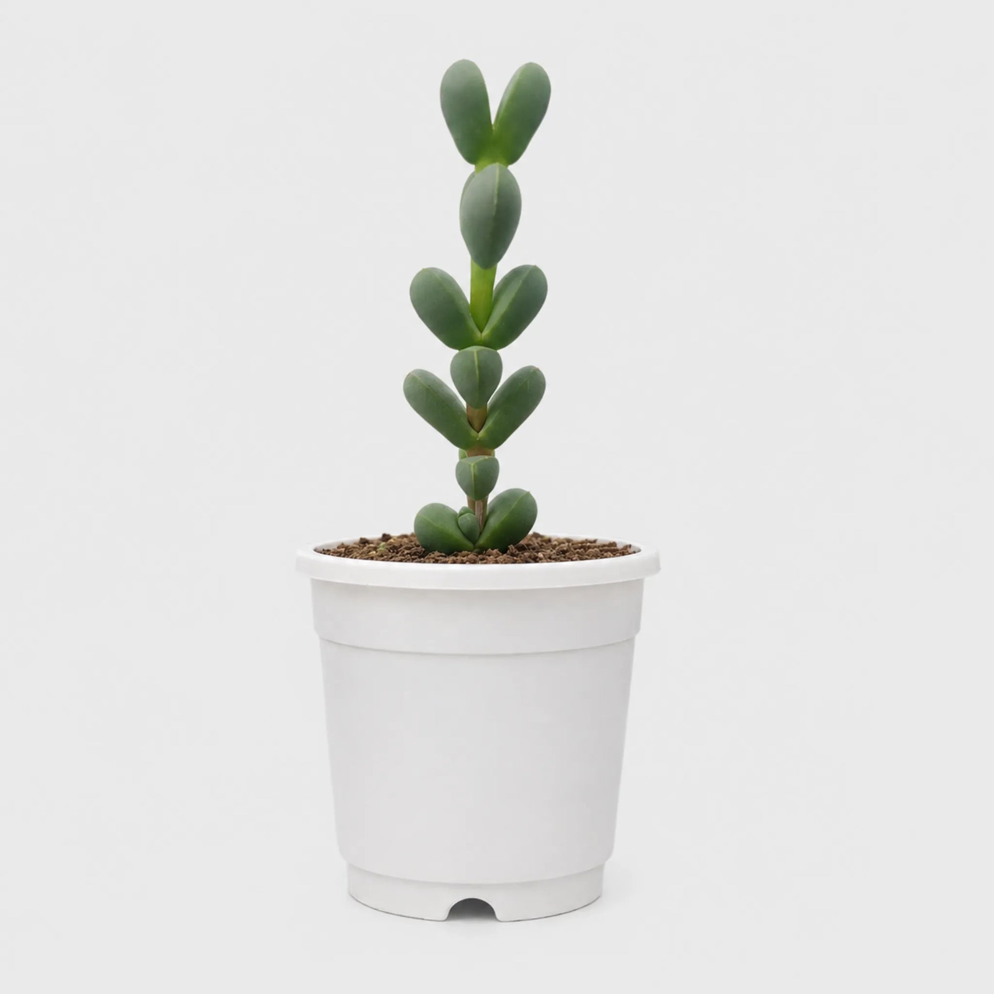 Corpuscularia Lehmannii (Ice Plant) Mature Plant | Non-Variegated Succulent