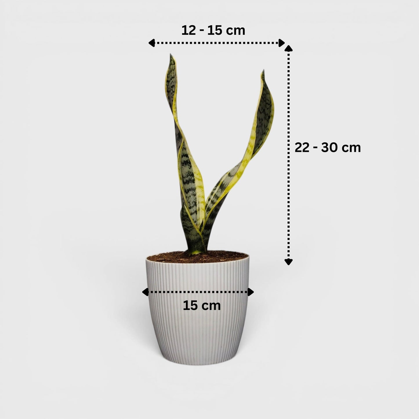 Low maintenance indoor Sansevieria