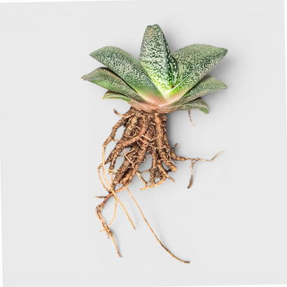 Gasteria Baylissiana – Rare Compact Succulent (Big Size, 10–12 cm) | Bare Rooted