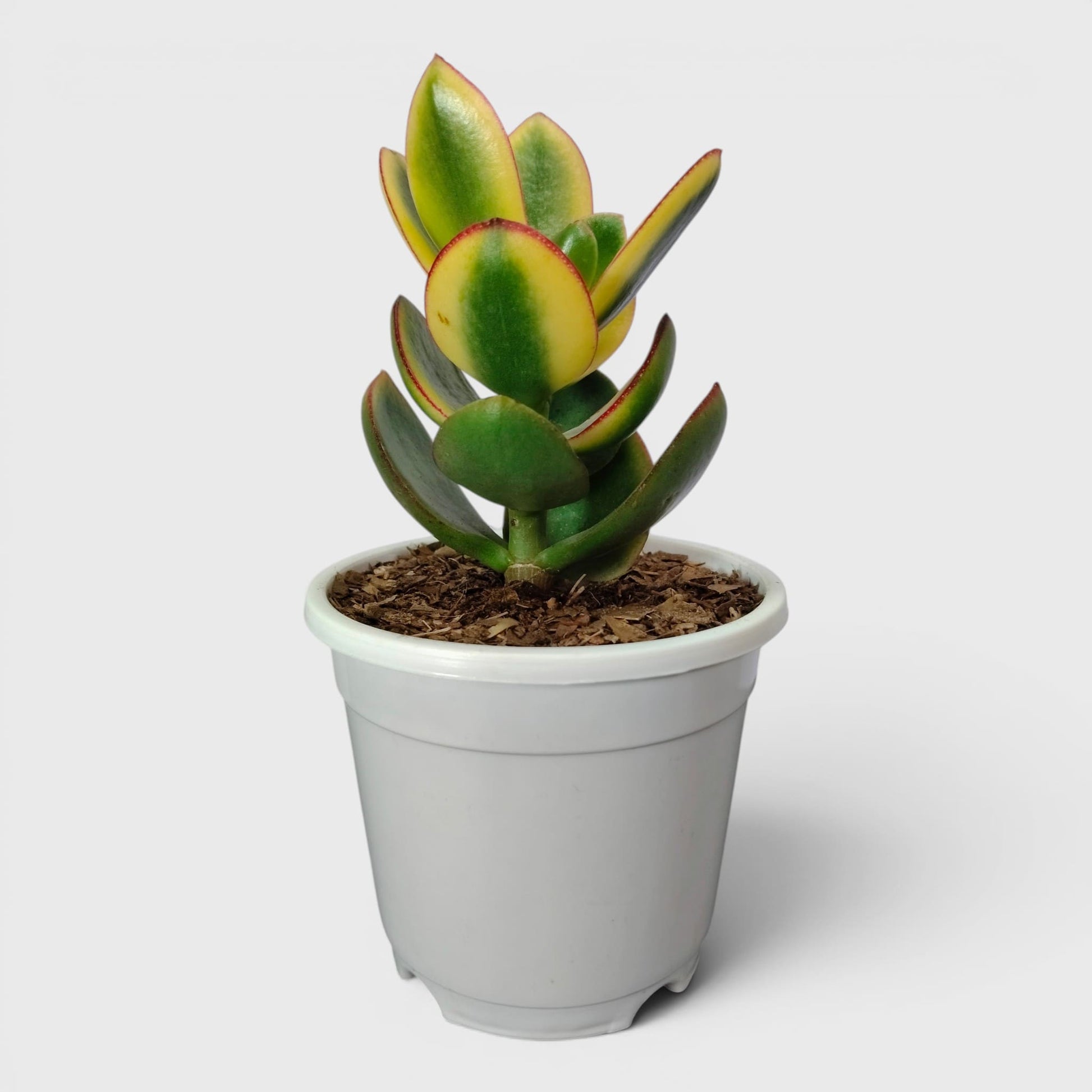 Crassula Ovata Maruba Variegated Tricolor – Rare Jade Succulent Indoor Plant | Good Luck Jade Plant for Home and Offices | Bare Rooted