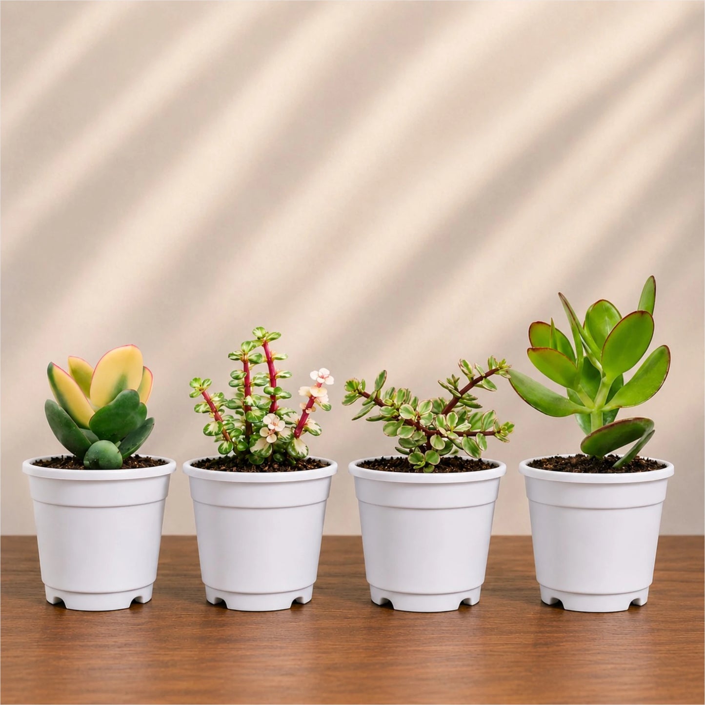 Lucky Jade Plants Collection of 4 | Vastu & Prosperity Plants with Free Shipping