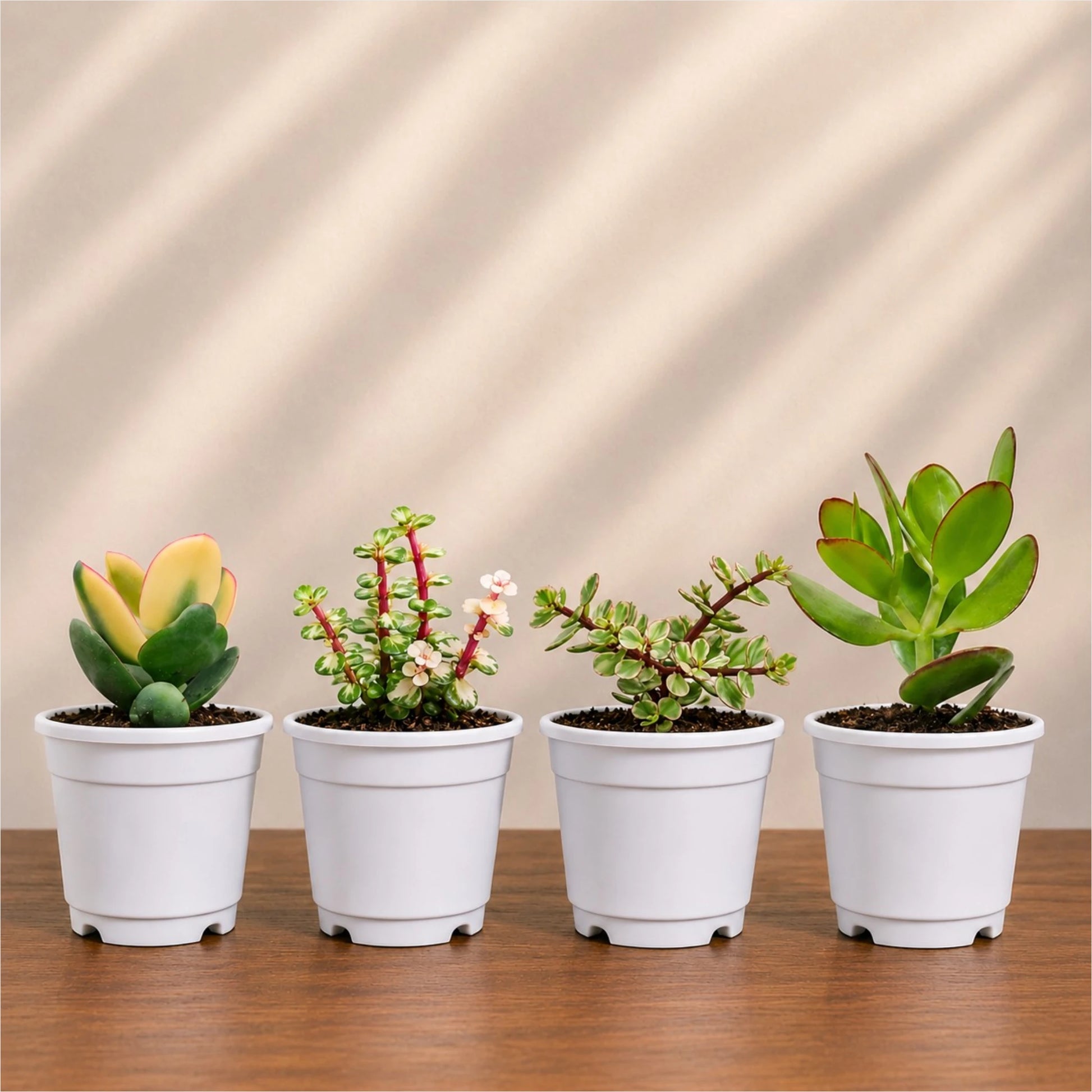 Lucky Jade Plants Collection of 4 | Vastu & Prosperity Plants with Free Shipping