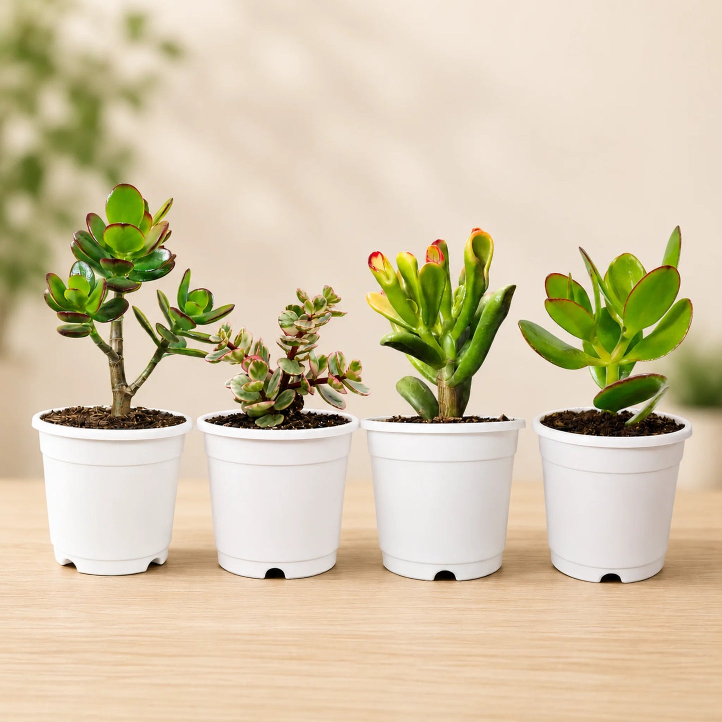 Lucky Jade Plant Combo Set of 4 Mature Plants | Vastu Lucky Plants Collection