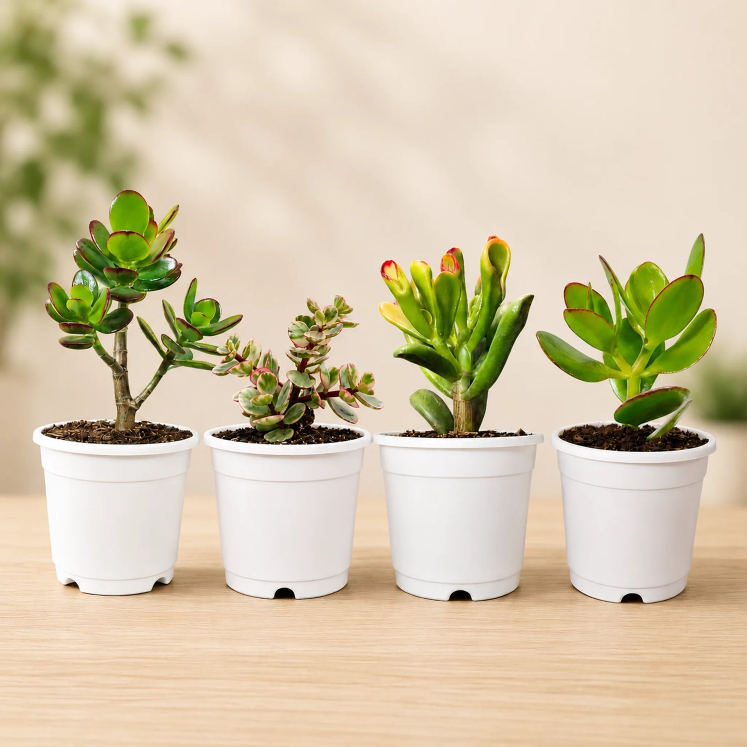 Lucky Jade Plant Combo Set of 4 Mature Plants | Vastu Lucky Plants Collection