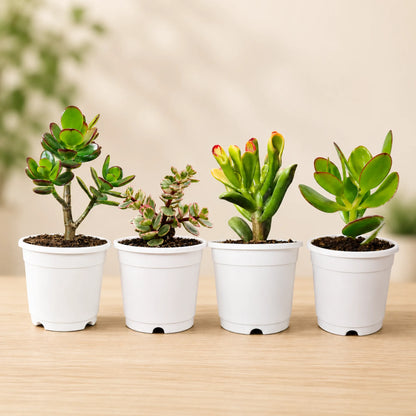 Lucky Jade Plant Combo Set of 4 Mature Plants | Vastu Lucky Plants Collection