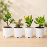 Lucky Jade Plant Combo Set of 4 Mature Plants | Vastu Lucky Plants Collection