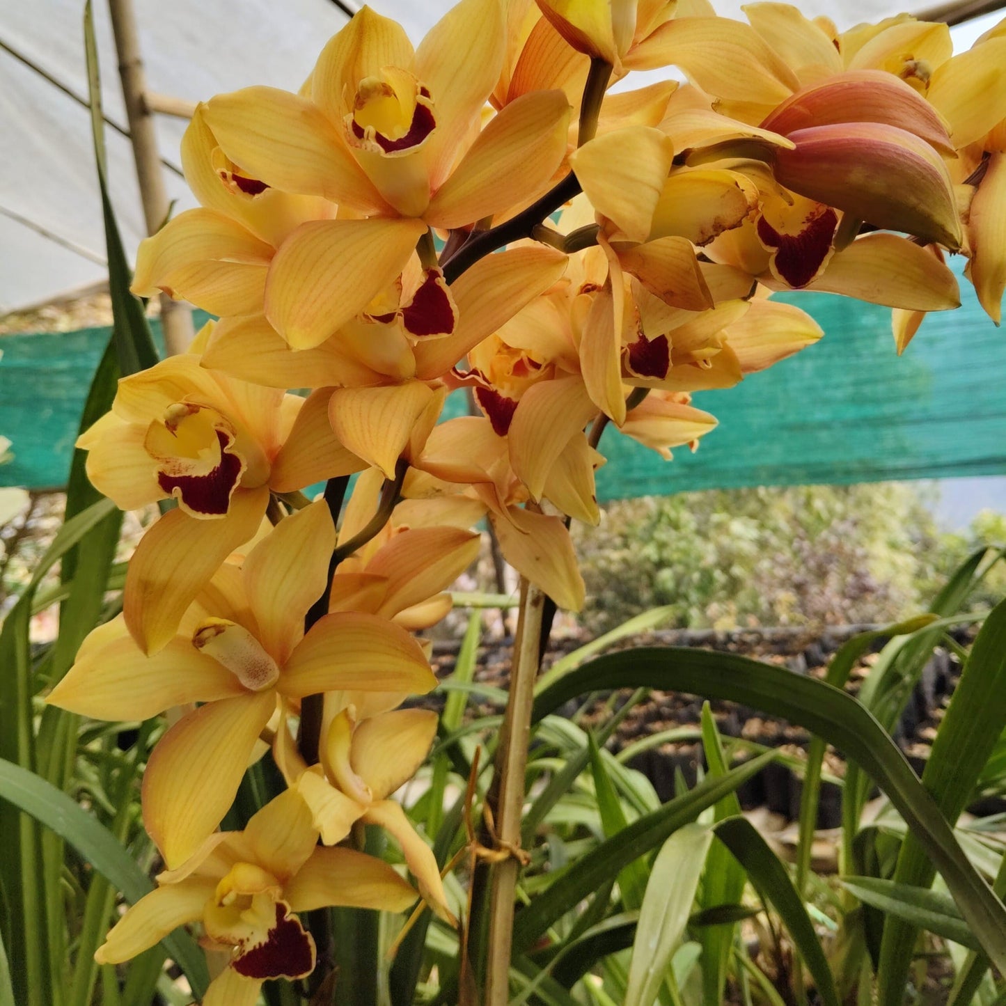 Yellow Cymbidium Orchid – Premium Blooming Orchid Plant | Symbol of Friendship & Prosperity | Rare Flowering Orchid Plant