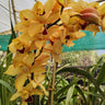 Yellow Cymbidium Orchid – Premium Blooming Orchid Plant | Symbol of Friendship & Prosperity | Rare Flowering Orchid Plant
