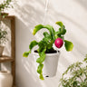Rare Ornamental Hybrid Dragon Fruit Cactus (Non-Edible) | Well Rooted Mature Hanging Cactus