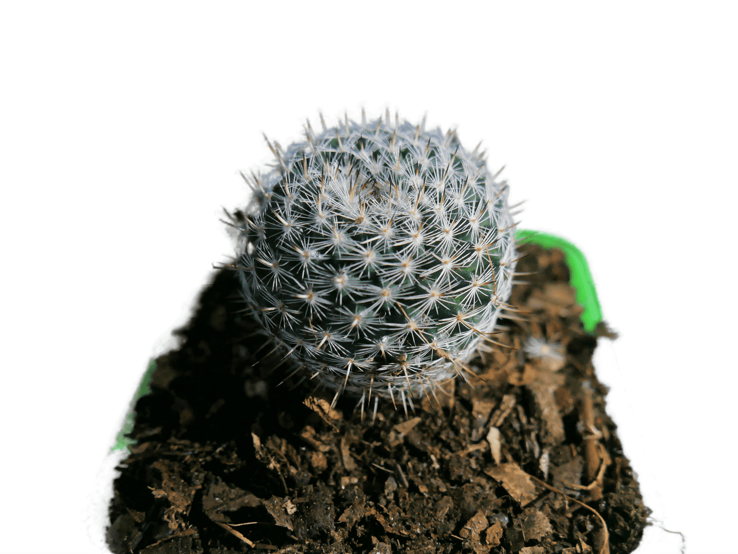 Mammillaria Albilanata Cactus: Equisite Beaty - Available at Frek - My Store