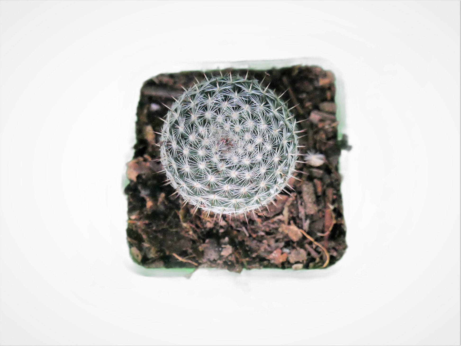 Mammillaria Albilanata Cactus: Equisite Beaty - Available at Frek - My Store