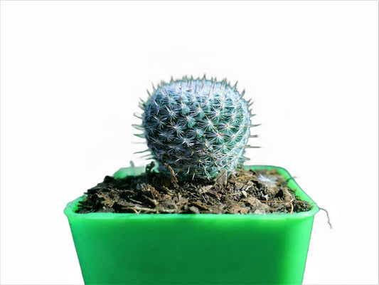 Mammillaria Albilanata Cactus: Equisite Beaty - Available at Frek - My Store