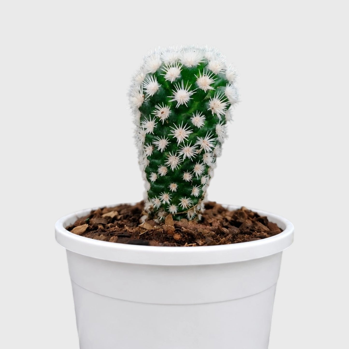Arizona Snowcap Cactus (Mammillaria vetula ssp. gracilis cv. Arizona Snowcap) | Rare Cluster Cactus