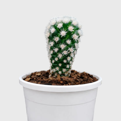 Arizona Snowcap Cactus (Mammillaria vetula ssp. gracilis cv. Arizona Snowcap) | Rare Cluster Cactus