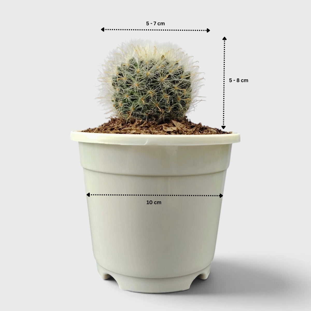 Mammillaria Bocasana – Powder Puff Cactus
