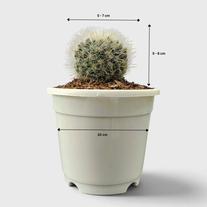 Mammillaria Bocasana – Powder Puff Cactus