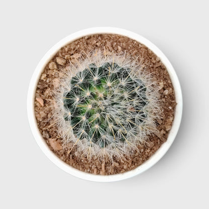 Mammillaria Bocasana – Powder Puff Cactus