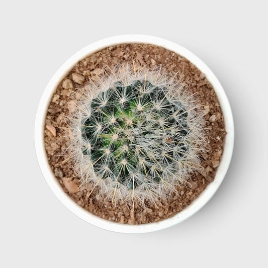 Mammillaria Bocasana – Powder Puff Cactus