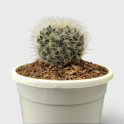 Mammillaria Bocasana – Powder Puff Cactus