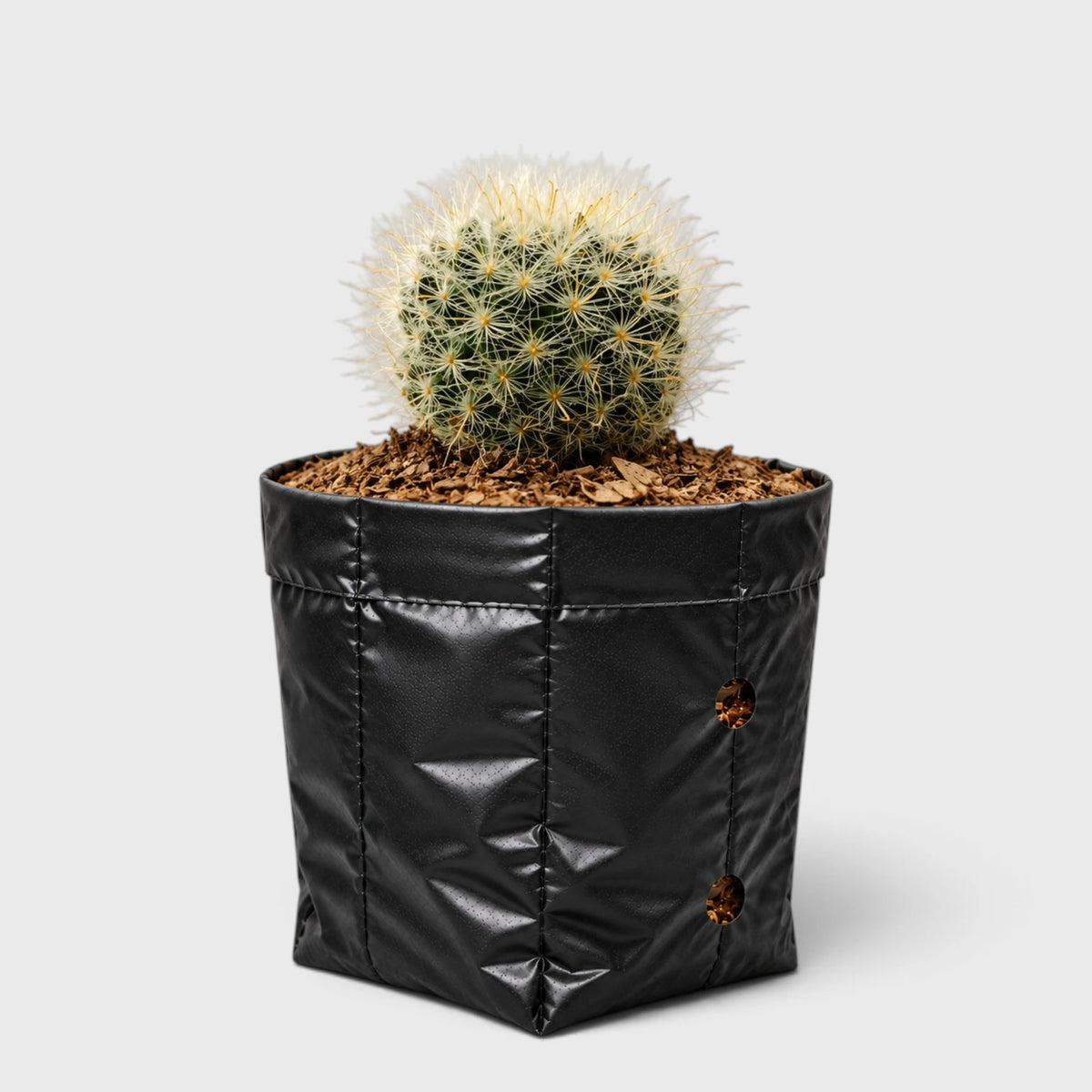 Mammillaria Bocasana – Powder Puff Cactus