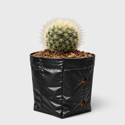 Mammillaria Bocasana – Powder Puff Cactus