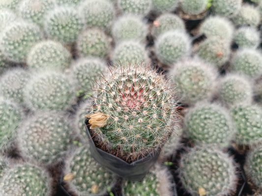 Mammillaria Bocasana - Powder Puff Cactus - Easy - Care and Charming - My Store