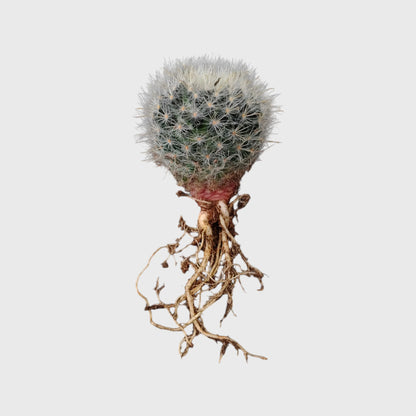 Mammillaria Bocasana – Powder Puff Cactus
