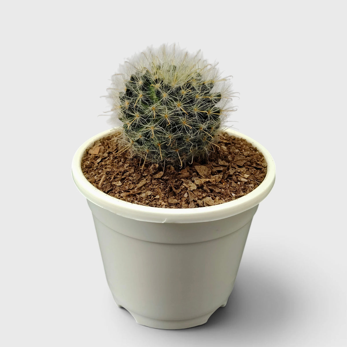 Mammillaria Bocasana – Powder Puff Cactus