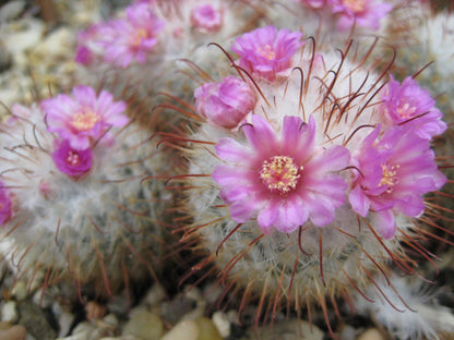 Mammillaria Bombycina for Sale - Explore at Frek - My Store