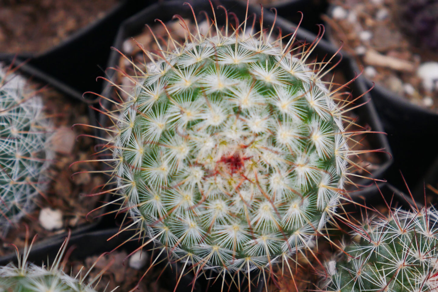 Mammillaria Bombycina for Sale - Explore at Frek - My Store