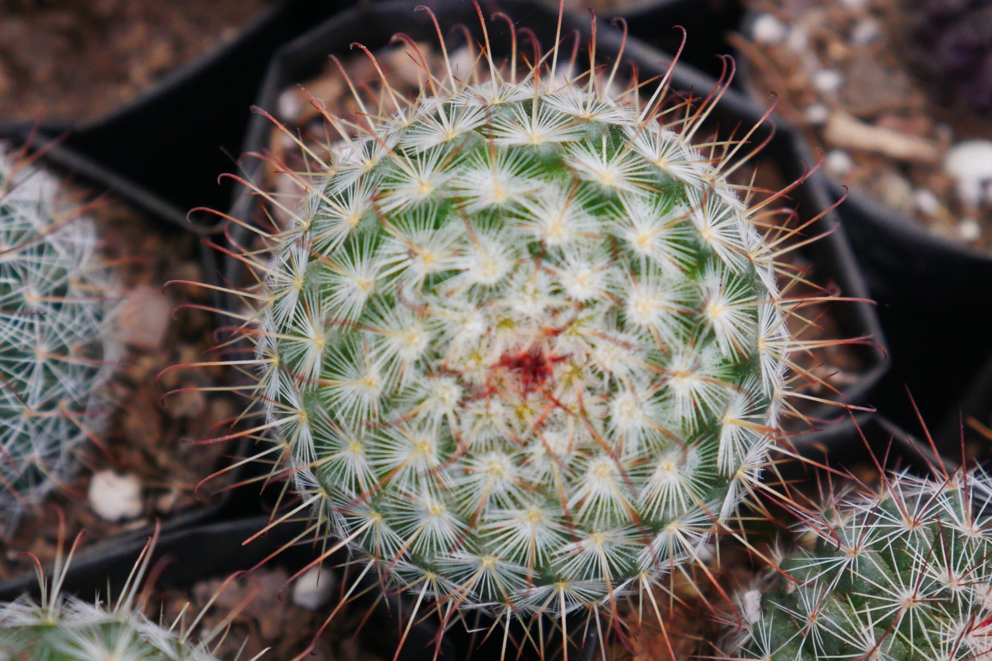 Mammillaria Bombycina for Sale - Explore at Frek - My Store