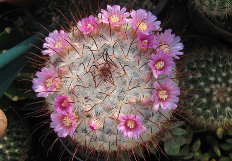 Mammillaria Bombycina for Sale - Explore at Frek - My Store