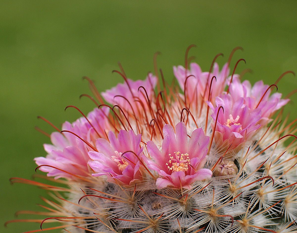 Mammillaria Bombycina for Sale - Explore at Frek - My Store