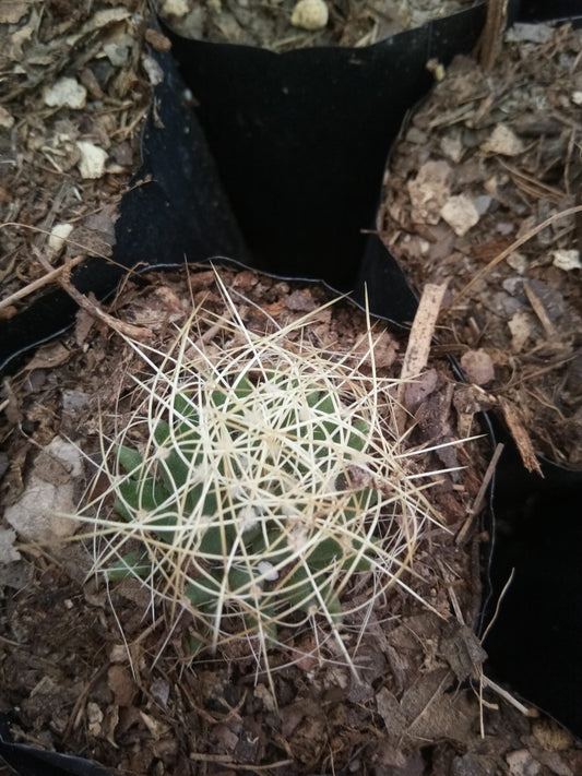 Mammillaria Camptotricha( Bird's Nest Cactus) - Available at Frek - My Store