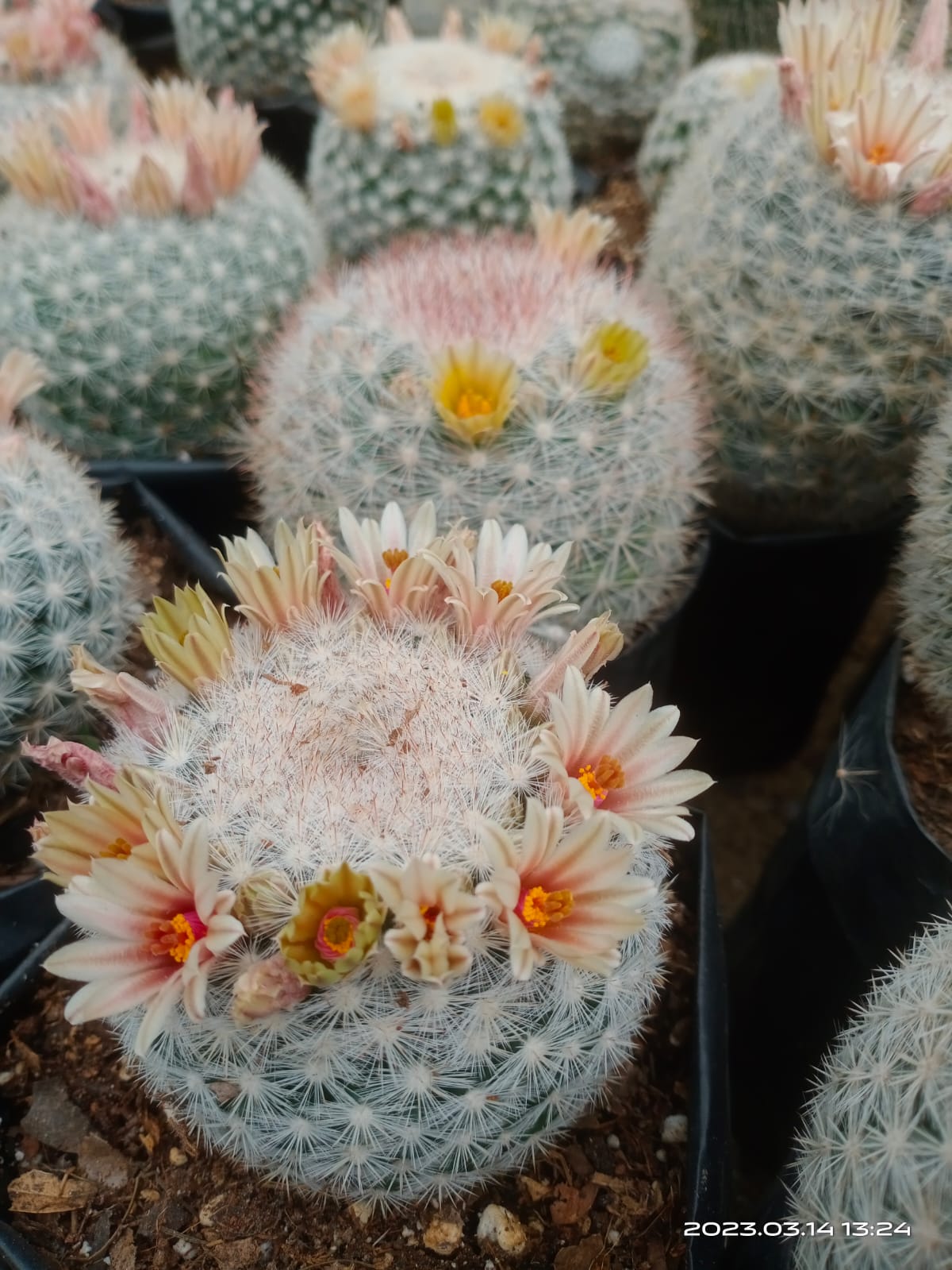 Mammillaria Candida Cactus: Charming Addition for Any Space - My Store