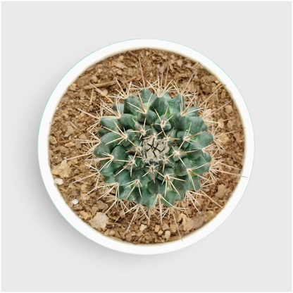 Mammillaria Compress – Compact Spiny Cactus for Indoor Gardens
