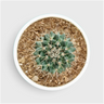 Mammillaria Compress – Compact Spiny Cactus for Indoor Gardens
