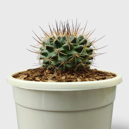 Mammillaria Compress – Compact Spiny Cactus for Indoor Gardens
