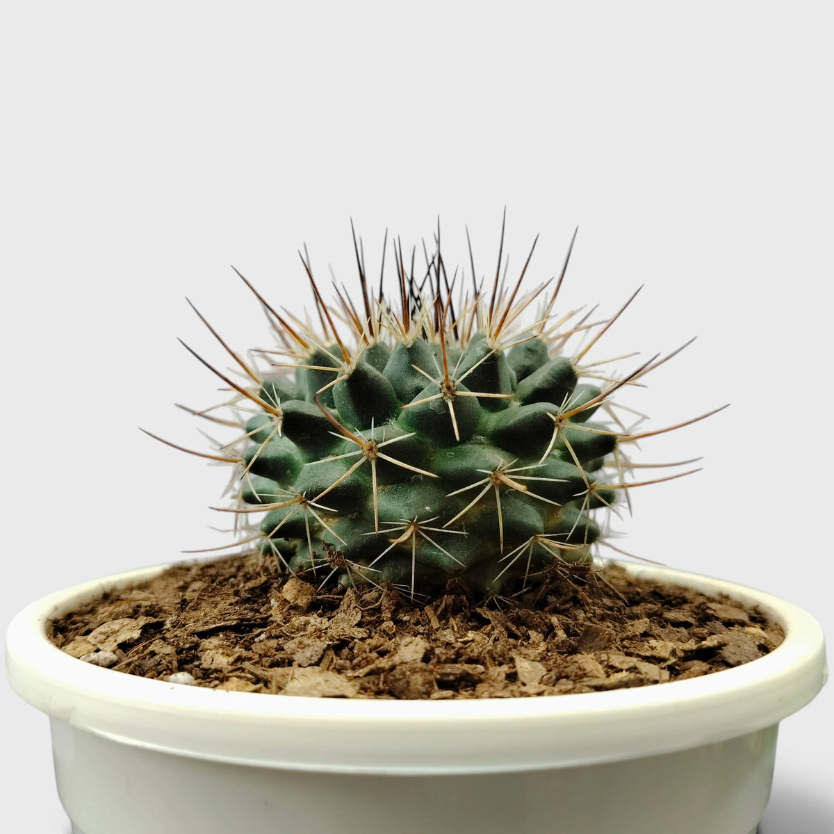 Mammillaria Compress – Compact Spiny Cactus for Indoor Gardens