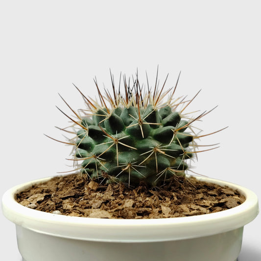 Mammillaria Compress – Compact Spiny Cactus for Indoor Gardens