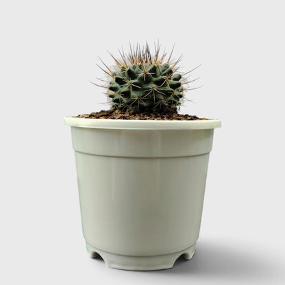 Mammillaria Compress – Compact Spiny Cactus for Indoor Gardens