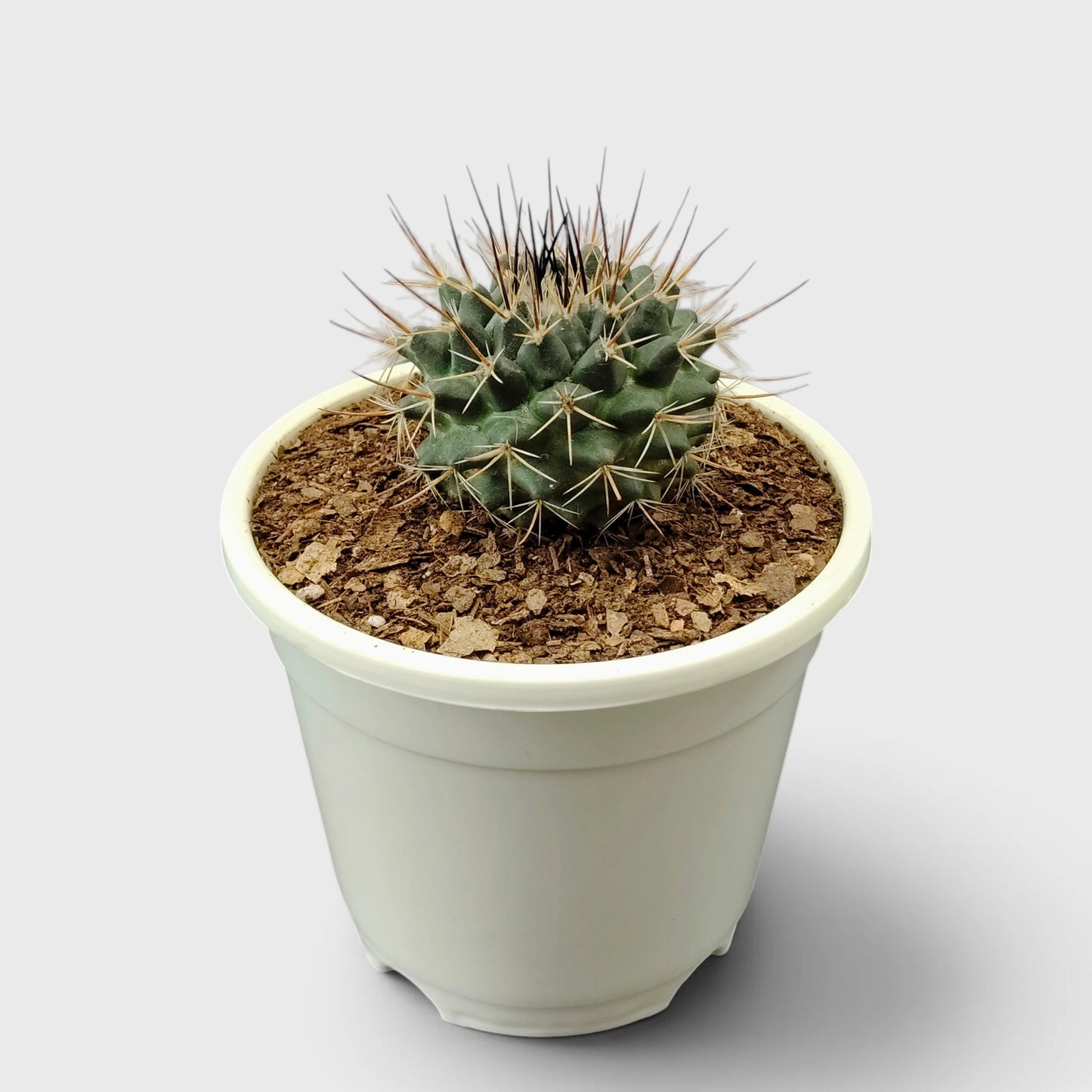 Mammillaria Compress – Compact Spiny Cactus for Indoor Gardens