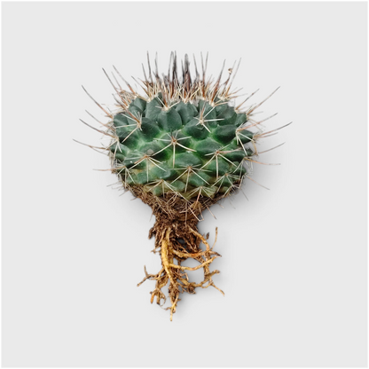 Mammillaria Compress – Compact Spiny Cactus for Indoor Gardens
